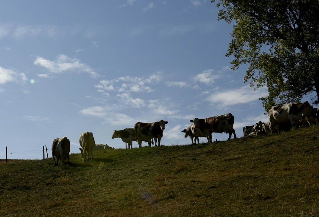 Dermatose : la France suspend pour 15 jours ses exportations de bovins
