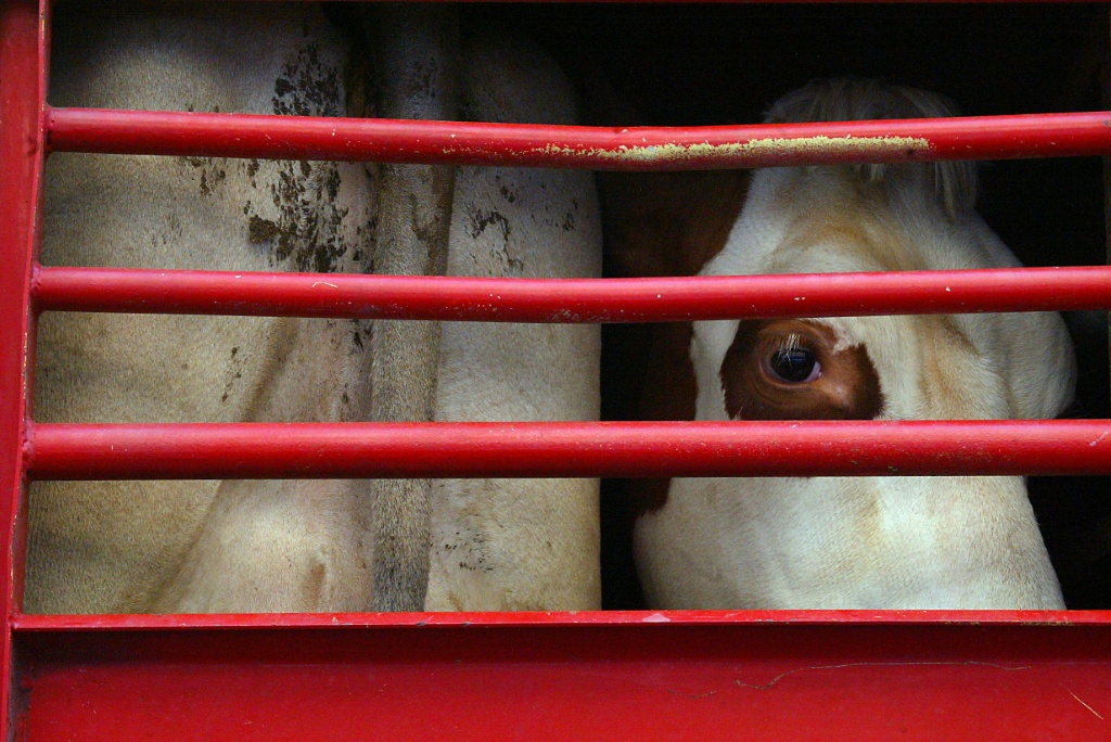 Transport des bêtes : une loi à l'arrêt sur le bien-être animal en Europe